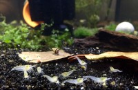 /album/fotogalerij/white-pearls-jpeg/